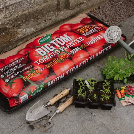 Westland Big Tom Tomato Planter 55L (Peat Free) - image 2
