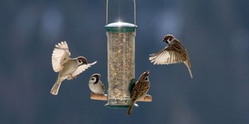Bird Feeders