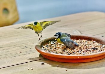 Bird Food