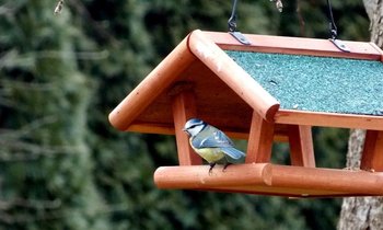 Bird Tables