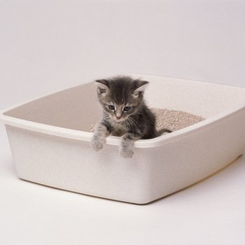 Cat Litter