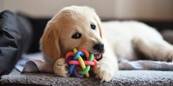 Dog Toys
