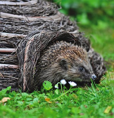 Gardman Woven Hedgehog House - image 2