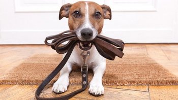 Dog Leads & Collars