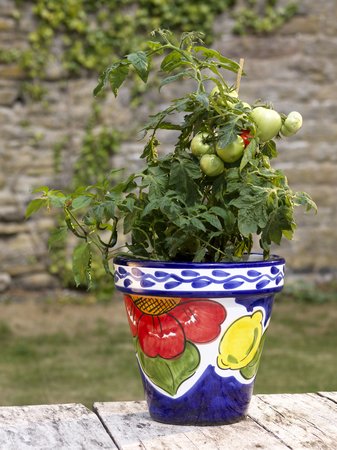 Naylor Lime Tree Standard Glazed Planter - Large - image 2