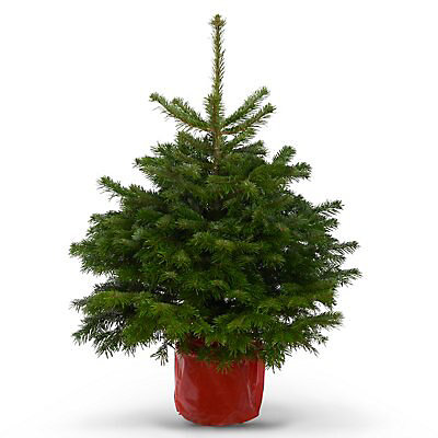Real 4-5ft Nordmann Fir Potted Christmas Tree