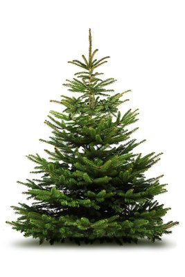 Real 5ft-6ft Nordmann Fir Christmas Tree