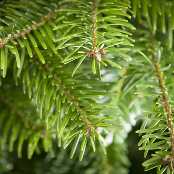 Real Christmas Trees