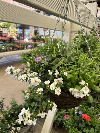 Seasonal Planted Hanging Basket