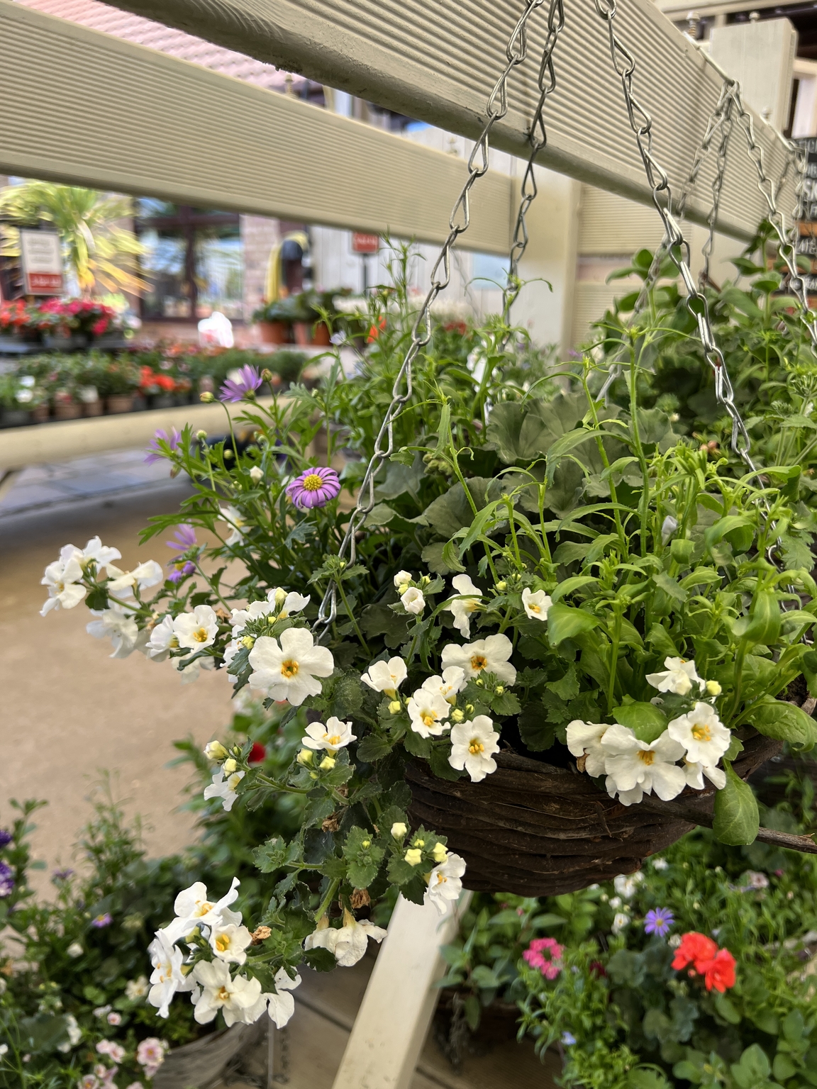 Seasonal Planted Hanging Basket Shop Skylark Garden Centre