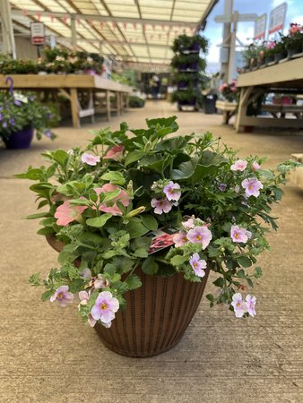Seasonal Planted Mixed Container