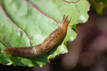 Slugs, Snails & Moles