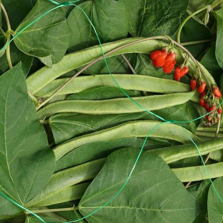 Smart Garden Pea & Bean Netting - Green 150mm Mesh 2 x 10 m