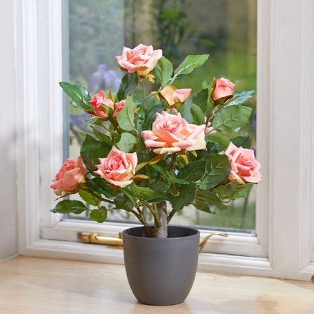 Smart Garden Regent's Roses - Perfect Pink 40cm - image 1