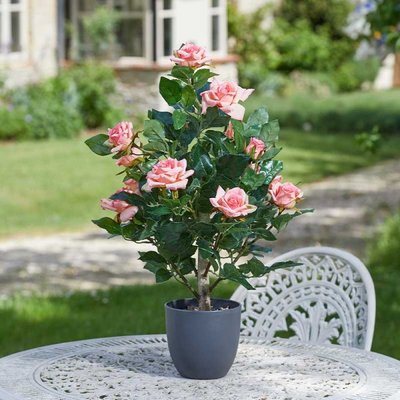 Smart Garden Regent's Roses - Perfect Pink 60cm - image 2