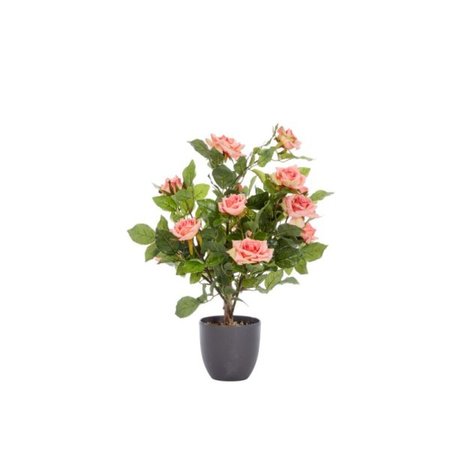 Smart Garden Regent's Roses - Perfect Pink 60cm - image 2