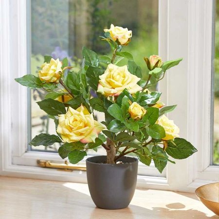 Smart Garden Regent's Roses - Sunshine Yellow 40cm - image 1