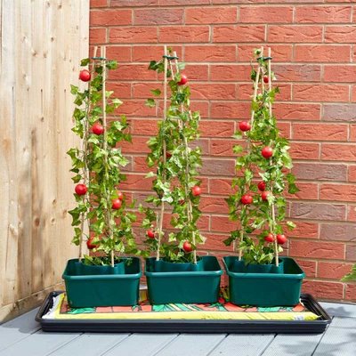 Smart Garden Tomato Gro-Box - Triple Pack - image 3