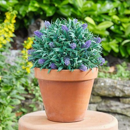 Smart Garden Topiary Lavender Ball 30cm - image 2