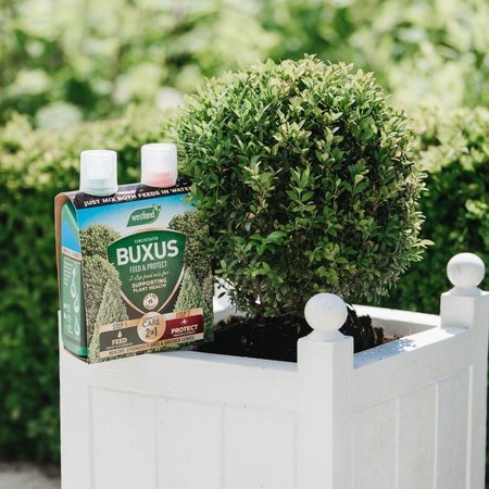 Westland 2 in1 Feed and Protect Buxus (2 x 500ml) - image 2