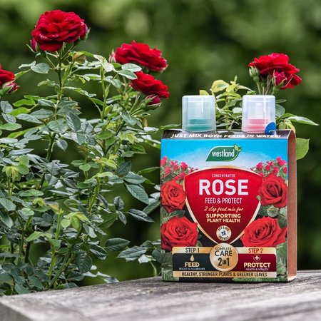 Westland 2 in1 Feed and Protect Rose (2 x 500ml) - image 2
