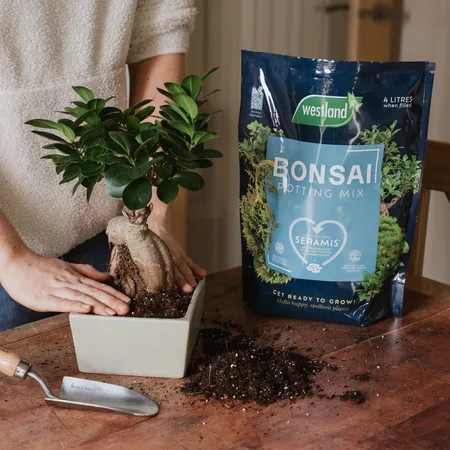 Westland Bonsai Potting Mix 4L - image 2