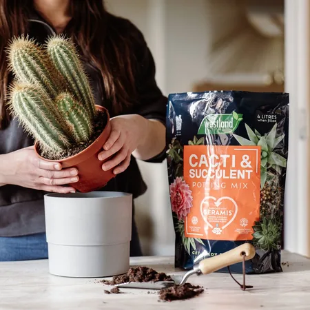 Westland Cacti Potting Mix 4L - image 2