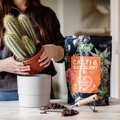 Westland Cacti Potting Mix 4L - image 2