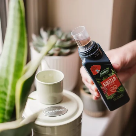 Westland Cacti & Succulent Feed Concentrate 200ml - image 2
