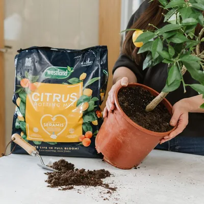Westland Citrus Potting Mix 10L - image 2