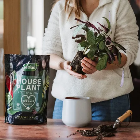 Westland Houseplant Potting Mix 10L - image 2