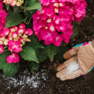 Westland Hydrangea Colourant 500g - image 2