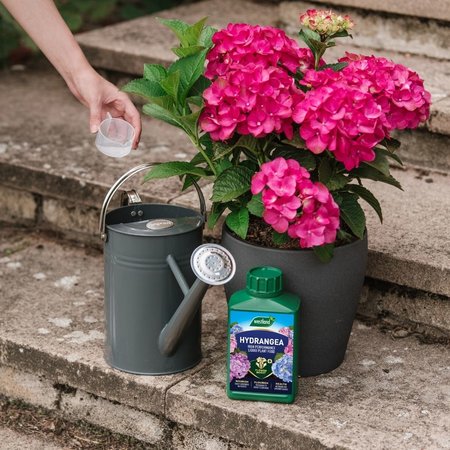 Westland Hydrangea Specialist Liquid Feed 1L - image 2