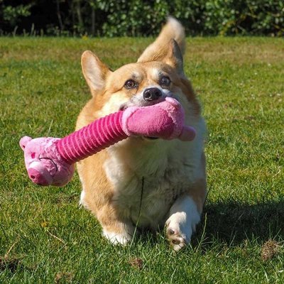 Zoon Necky Pig - image 2